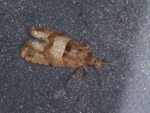 Lobesia indusiana